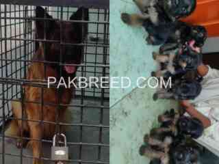 breeder-dog-for-sale-in-sargodha