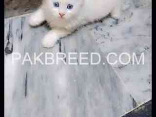 persian-kitten-for-free-adoption-in-layyah