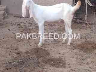 khaalis-rajinapuri-white-eyes-bakra-for-sale-khanewal-kohna