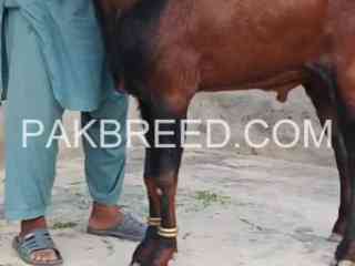 breeder-bakra-for-sale-in-sahiwal