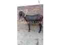 nagari-female-ghabn-for-sale-in-lahore-small-0