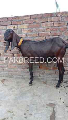 nagari-female-ghabn-for-sale-in-lahore-big-0