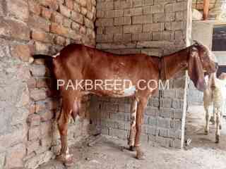 fore-sale-bakri-sath-female-path-in-lahore