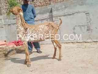 makhi-cheena-bakra-or-ablk-bakri-for-sale