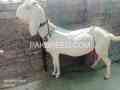 female-goat-for-sale-in-lahore-small-0