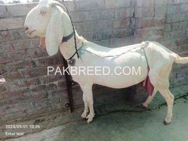 female-goat-for-sale-in-lahore-big-0