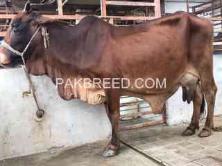 pure-sahiwal-nasal-ki-cow-with-sahiwal-ablak-bachri-in-karachi