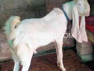 gulabi-bakra-for-sale-in-orangi-town-karachi