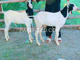 ablak-double-hadi-k-moty-janwor-for-sale