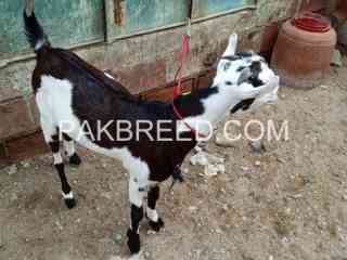 ablak-goat-for-sale-in-karachi