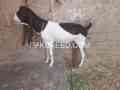 2-female-goat-for-sale-in-karachi-small-0