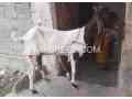 2-female-goat-for-sale-in-karachi-small-1