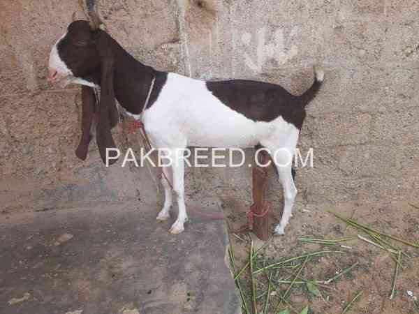 2-female-goat-for-sale-in-karachi-big-0