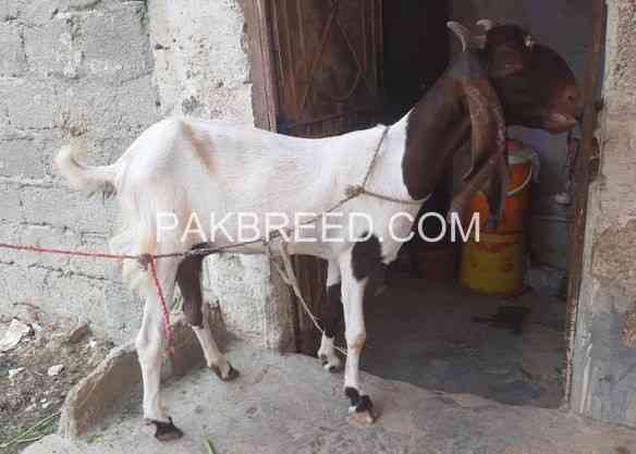 2-female-goat-for-sale-in-karachi-big-1