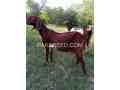 betal-moni-bakri-for-sale-small-1