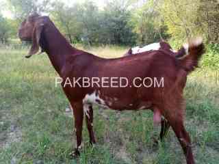 betal-moni-bakri-for-sale