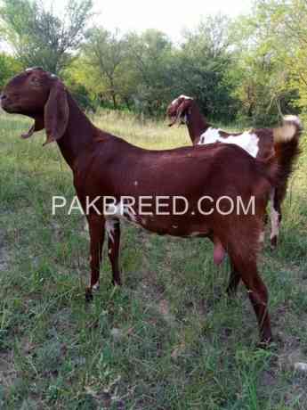 betal-moni-bakri-for-sale-big-1