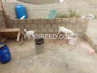 zero-size-male-female-for-sale-in-orangi-town