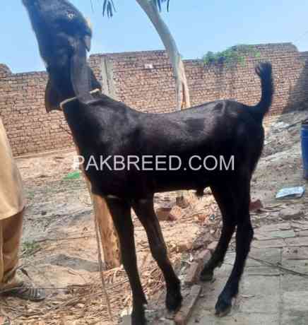 2025-qurbani-khubsurt-bakra-for-sale-in-karachi-big-1