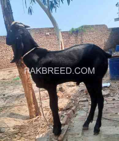 2025-qurbani-khubsurt-bakra-for-sale-in-karachi-big-0