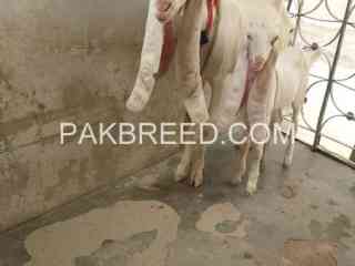 kapli-gulabi-bakri-with-female-bachi-for-sale-in-nazimabaad