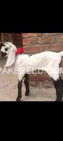 amrtsari-betal-male-for-sale-in-faisalabad-big-0