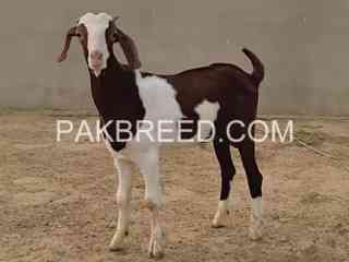 goats-for-sale-in-karachi