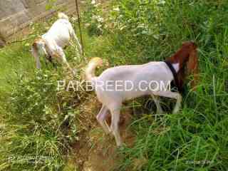 goats-for-sale-in-karachi