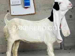 goats-for-sale-in-karachi