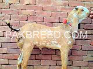 goat-for-sale-in-multan