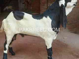 khoobsorat-ablack-bakra-for-sale-in-lahore