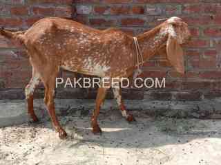 1-month-ghbn-bakri-fo-sale-in-sheikhupura