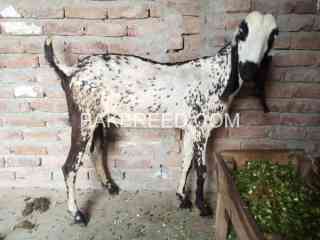 gaban-bakri-for-sale-in-faisalabad