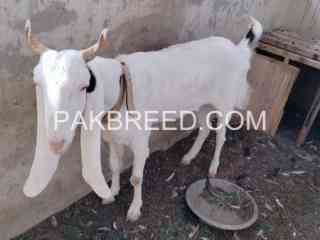 gulabi-bakri-path-for-sale