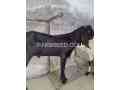 khubsurat-bakra-for-sale-in-lahore-small-0