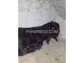 khubsurat-bakra-for-sale-in-lahore-small-1