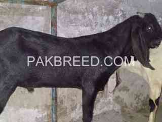 khubsurat-bakra-for-sale-in-lahore