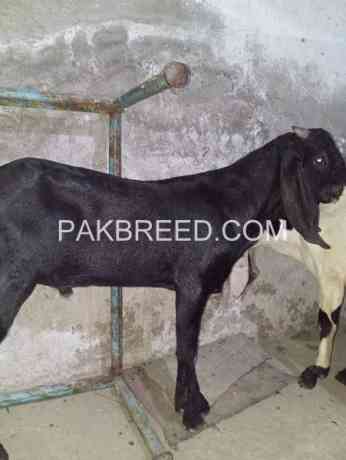 khubsurat-bakra-for-sale-in-lahore-big-0