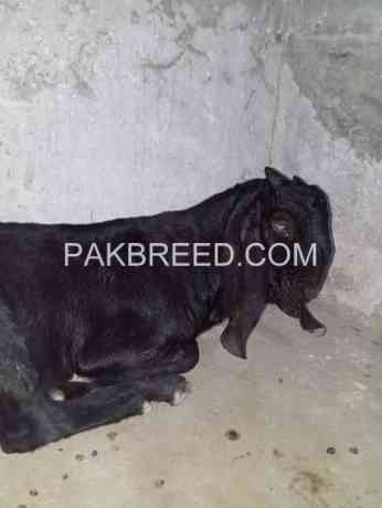 khubsurat-bakra-for-sale-in-lahore-big-1