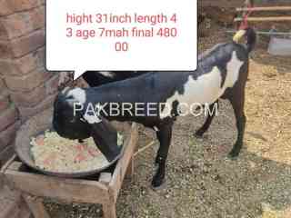 qurbani-2025-quality-janwor-for-sale-in-multan