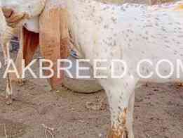 breeder-bacha-for-sale-in-bhawlngar