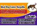 army-dog-center-sargodha-03009780927-khoji-dogs-in-sargodha-small-0