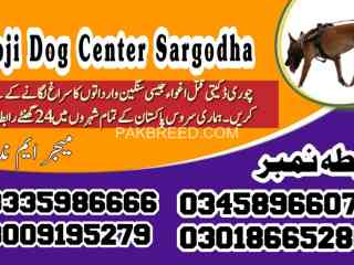 army-dog-center-sargodha-03009780927-khoji-dogs-in-sargodha