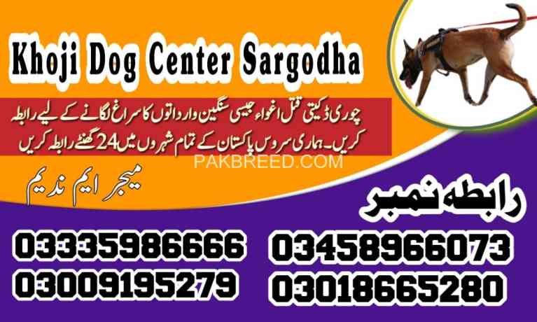 army-dog-center-sargodha-03009780927-khoji-dogs-in-sargodha-big-0