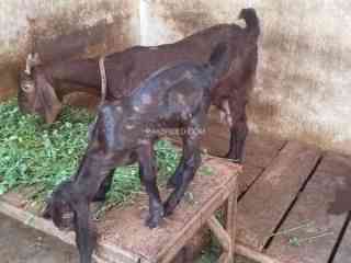 female-goat-for-sale-in-karachi