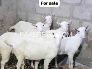 gulabi-goats-for-sale-in-karachi