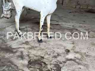 barbara-age-10-month-goat-bakra-for-sale