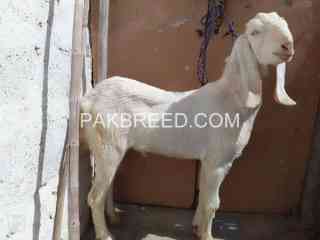 rajanpuri-bakra-available-for-qurbani-2025-in-surjani-kda