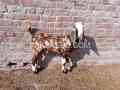 top-quality-sheera-bakra-for-qurbani2025-in-gujranwala-small-0