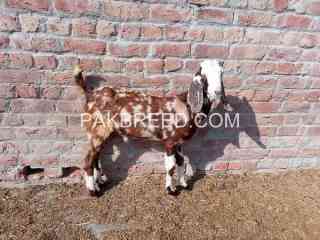 top-quality-sheera-bakra-for-qurbani2025-in-gujranwala